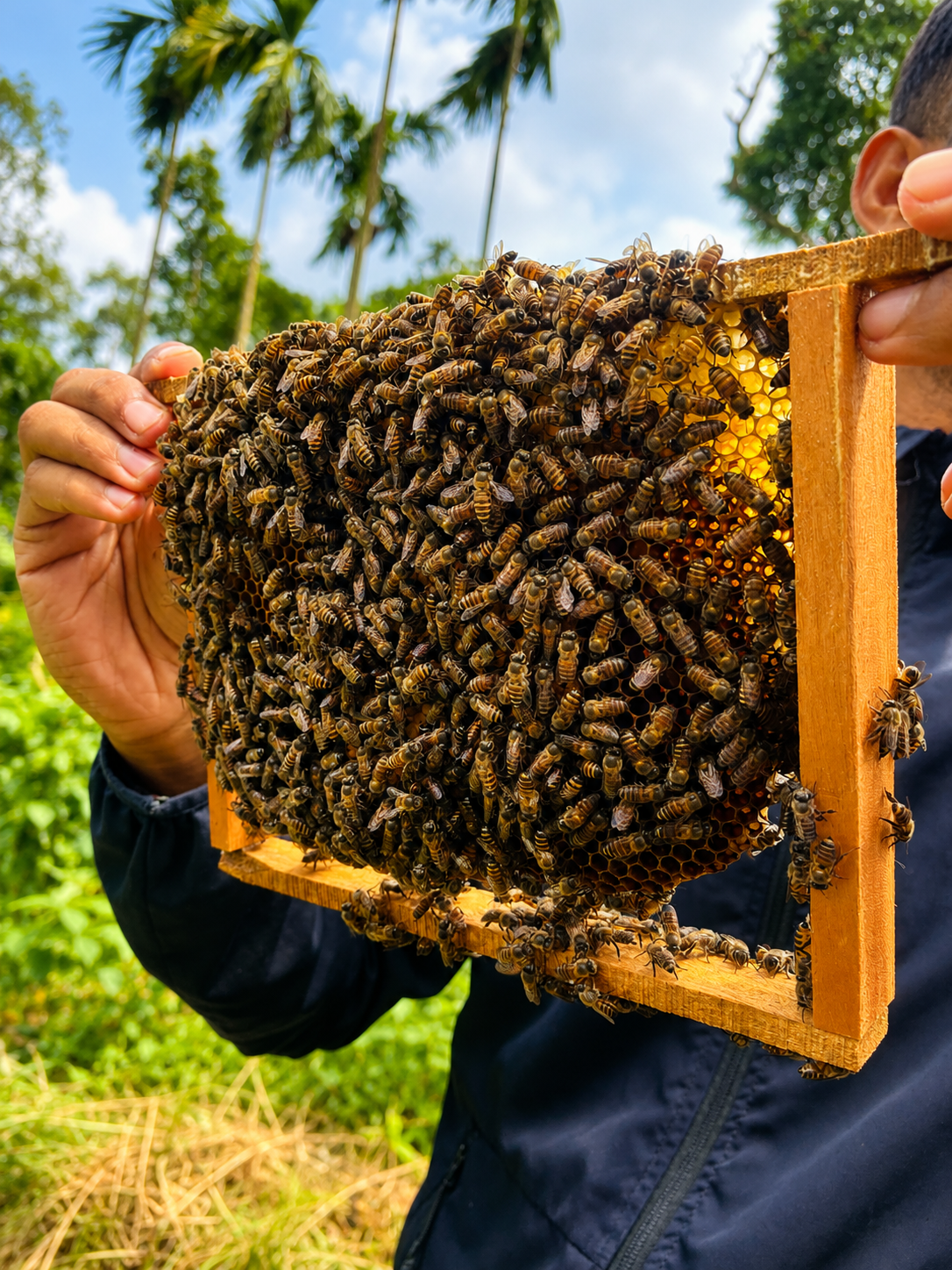 Bee Keeping