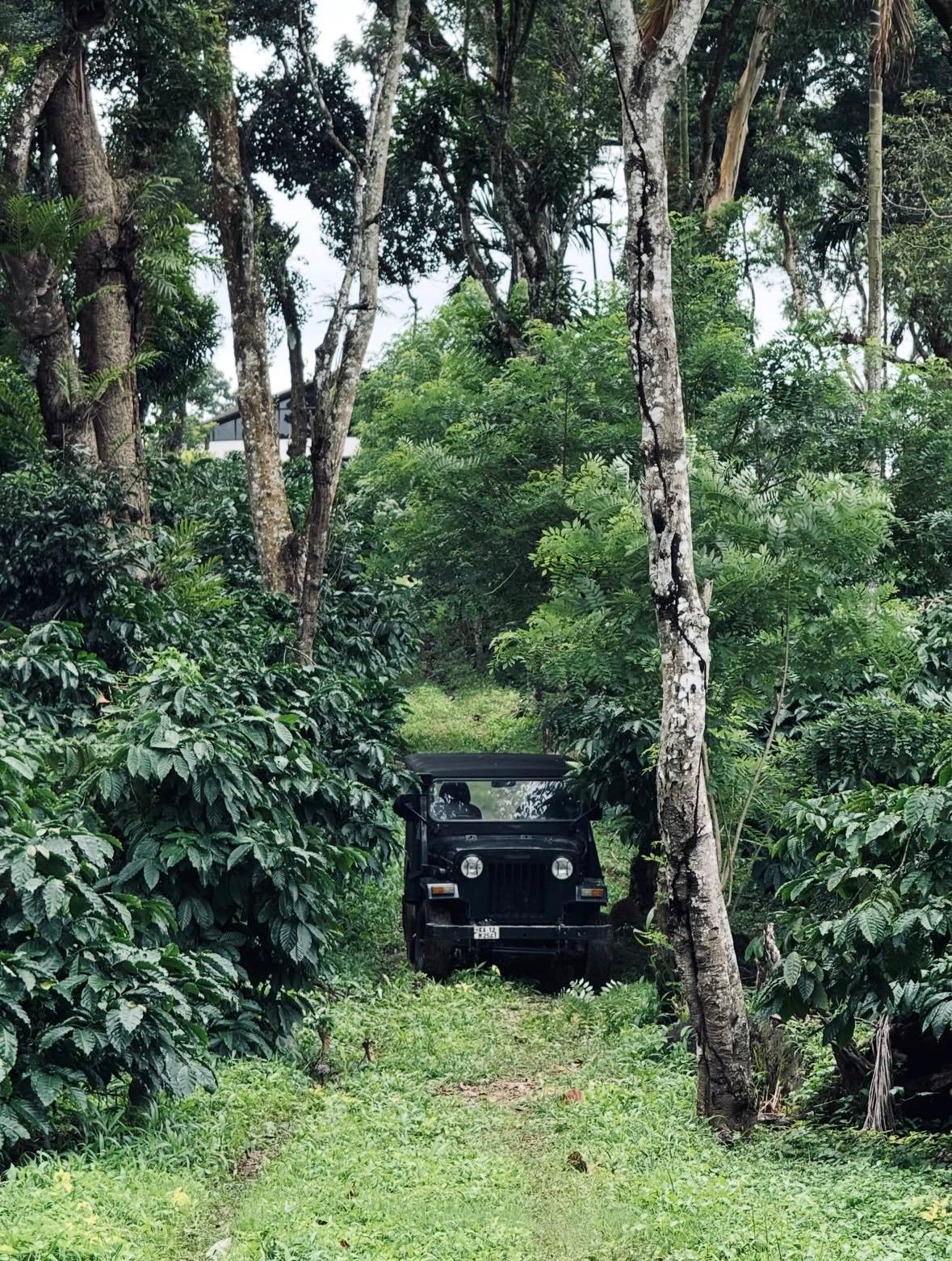 Plantation Walk